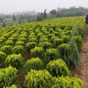 紧急求购各类生态绿化苗木 荒山修复矿区复绿工程专用