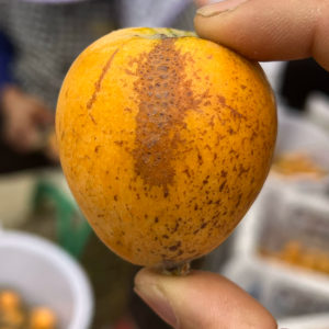 当季云南高山丑枇杷露天五星麻子琵琶新鲜直发
